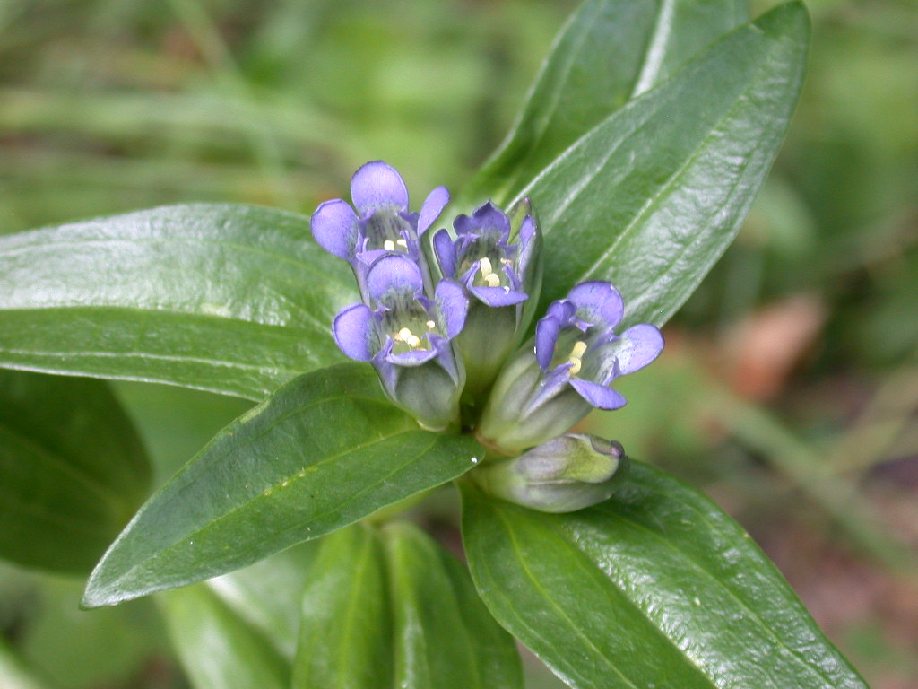 Gentiana cruciata / Genziana crociata
